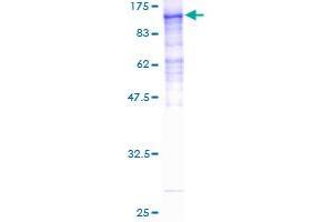 HCFC2 Protein (AA 1-792) (GST tag)