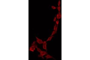 ABIN6274437 staining Hela by IF/ICC. (PPP1R14C antibody  (Internal Region))