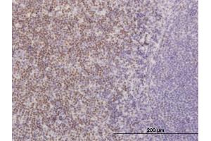 Immunoperoxidase of monoclonal antibody to TCF7 on formalin-fixed paraffin-embedded human tonsil. (TCF7 antibody  (AA 287-384))