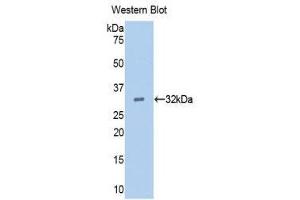 Western Blotting (WB) image for anti-Epidermal Growth Factor (EGF) (AA 45-275) antibody (ABIN1173137) (EGF antibody  (AA 45-275))