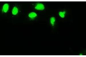 Anti-MAP2K4 mouse monoclonal antibody (ABIN2452439) immunofluorescent staining of COS7 cells transiently transfected by pCMV6-ENTRY MAP2K4 (RC206051). (MAP2K4 antibody)