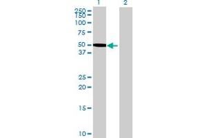Western Blot analysis of ZNF689 expression in transfected 293T cell line by ZNF689 MaxPab polyclonal antibody.