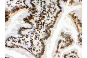 IHC testing of FFPE mouse intestine with LMNB1 antibody. (Lamin B1 antibody  (AA 266-583))