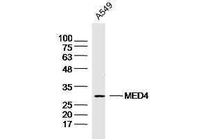 A549 lysates probed with MED4 Polyclonal Antibody, Unconjugated  at 1:300 dilution and 4˚C overnight incubation. (MED4 antibody  (AA 101-200))