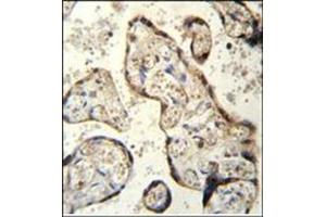 Immunohistochemistry analysis in Formalin Fixed and Paraffin Embedded human plecenta tissue using RSBN1 Antibody (N-term) followed by peroxidase conjugation of the secondary antibody and DAB staining. (RSBN1 antibody  (N-Term))