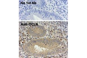 Immunohistochemistry (IHC) image for anti-Occludin (OCLN) (C-Term) antibody (ABIN7273069)