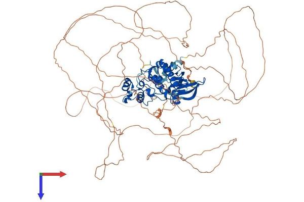 CDKL5 Protein (AA 1-938) (His tag)