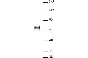 YAP1 antibody (pAb) tested by Western blot. (YAP1 antibody  (C-Term))
