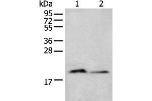 Western blot analysis of Mouse brain tissue and Raji cell lysates using KRTAP11-1 Polyclonal Antibody at dilution of 1:400 (KRTAP11-1 antibody)