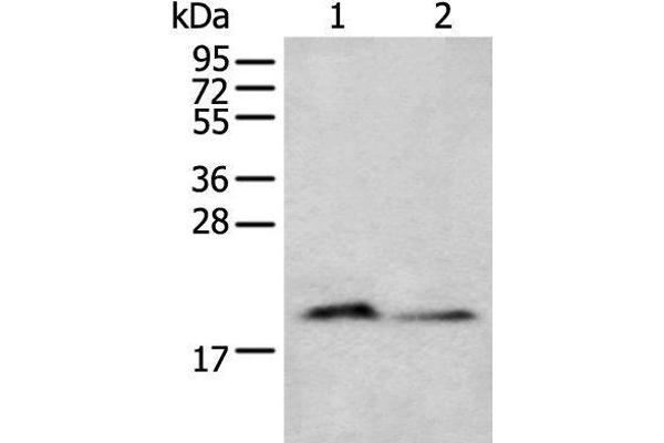 KRTAP11-1 抗体