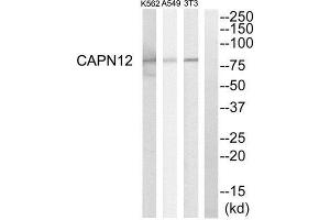 Western Blotting (WB) image for anti-Calpain 12 (CAPN12) (Internal Region) antibody (ABIN1850966) (CAPN12 antibody  (Internal Region))