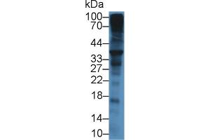 Western Blot; Sample: Mouse Liver lysate; Primary Ab: 12µg/mL Rabbit Anti-Mouse SDC1 Antibody Second Ab: 0.