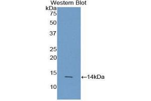 Western Blotting (WB) image for anti-Agouti Related Protein Homolog (Mouse) (AGRP) (AA 20-130) antibody (ABIN1857945)