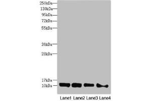 Western blot All lanes: DNAJC19 antibody at 0.