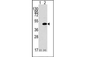 Western blot analysis of ERK1 (arrow) using rabbit ERK1 N-term Pab. (ERK1 antibody  (N-Term))