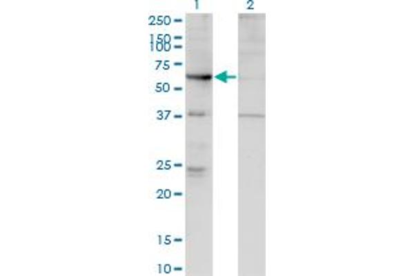 ARHGEF5 anticorps  (AA 1-519)