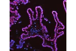 IF analysis of ADK using anti-ADK antibody (ABIN4886430). (ADK antibody  (AA 165-351))