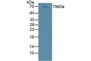 Figure. (DVL1 antibody  (AA 150-285))