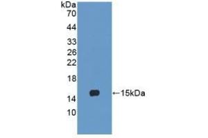 LY96 antibody  (AA 19-130)