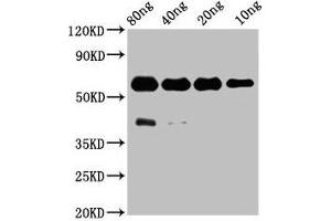 Western Blot Positive WB detected in Recombinant protein All lanes: ptprsa antibody at 3. (Protein Tyrosine Phosphatase, Receptor Type, S, a (PTPRSA) (AA 269-424) antibody)