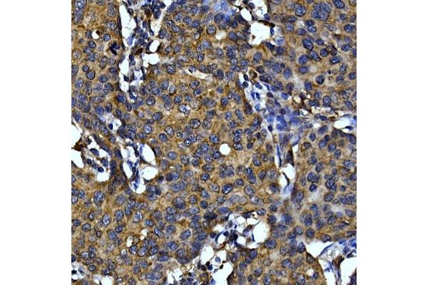 Cytochrome C antibody  (AA 1-105)