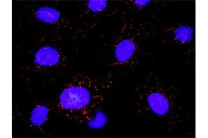 Proximity Ligation Analysis of protein-protein interactions between PDGFRB and PLCG1. (Phospholipase C gamma 1 antibody  (AA 1192-1291))