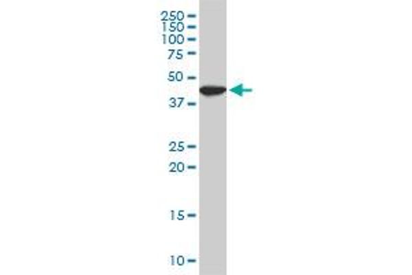 USF2 antibody  (AA 1-100)