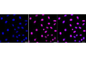 Immunocytochemical staining of HepG2 cells with Phospho-JunD (S255) antibody (ABIN7799144), 1:1,000).