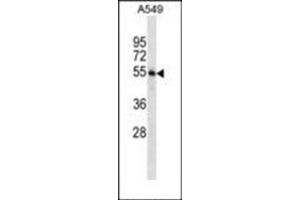 Western blot analysis in A549 cell line lysates (35 µg/lane) using STAMBP Antibody (C-term) Cat. (STAMBP antibody  (C-Term))