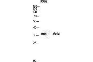 Western Blot (WB) analysis of K562 lysis using Meis1 antibody. (MEIS1 antibody  (Internal Region))