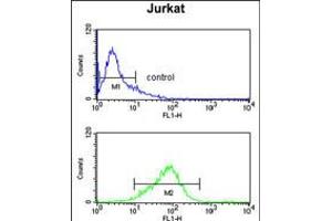 Flow cytometry analysis of Jurkat cells (bottom histogram) compared to a negative control cell (top histogram). (CASD1 antibody  (N-Term))