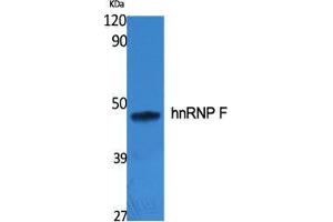 Western Blot (WB) analysis of specific cells using hnRNP F Polyclonal Antibody.