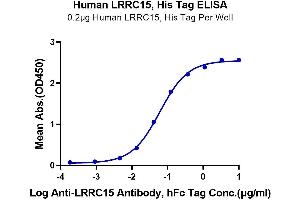 Immobilized Human LRRC15, His Tag at 2 μg/mL (100 μL/Well) on the plate. (LRRC15 Protein (His-Avi Tag))