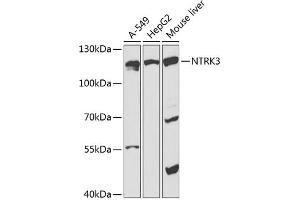 Western blot analysis of extracts of various cell lines, using NTRK3 antibody (ABIN6132428, ABIN6144909, ABIN6144911 and ABIN6218246) at 1:1000 dilution.
