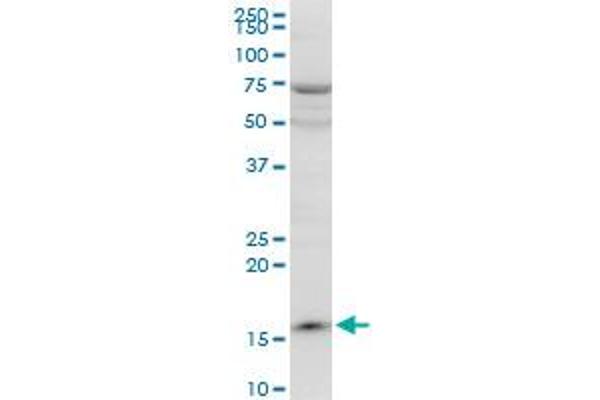 PPIL1 antibody  (AA 76-166)
