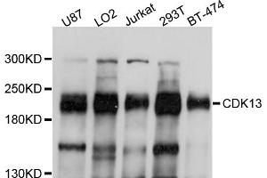 Western blot analysis of extracts of various cell lines, using CDK13 antibody (ABIN4903225) at 1:1000 dilution. (CDK13 antibody)