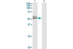 Western Blotting (WB) image for anti-Pre-mRNA Processing Factor 19 (PRPF19) (AA 1-90) antibody (ABIN525975)