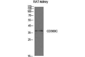 Western Blot (WB) analysis of Rat Kidney cells using CD300c Polyclonal Antibody. (CD300c antibody  (Internal Region))