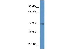 Western Blot showing PTGDR antibody used at a concentration of 1 ug/ml against Hela Cell Lysate (PTGDR antibody  (C-Term))