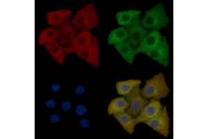 Calpain 5 Mouse Monoclonal Antibody staining Hela cells by IF/ICC.