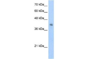 WB Suggested Anti-VSIG4 Antibody Titration:  5. (VSIG4 antibody  (N-Term))
