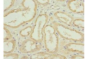 Immunohistochemistry of paraffin-embedded human kidney tissue using ABIN7161238 at dilution of 1:100 (Neuritin 1-Like antibody  (AA 1-165))