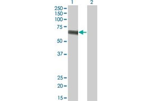 SLC5A2 antibody  (AA 228-277)