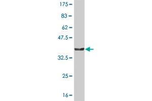 Western Blot detection against Immunogen (36. (NMI antibody  (AA 1-100))