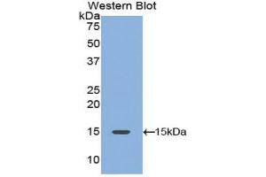 Detection of Recombinant PDGFAA, Mouse using Polyclonal Antibody to Platelet Derived Growth Factor AA (PDGFAA) (PDGF-AA Homodimer (AA 94-194) antibody)