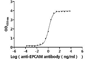 Measured by its binding ability in a functional ELISA.