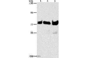 Western blot analysis of Hela, Raji and 293T cell, using BRAF Polyclonal Antibody at dilution of 1:500 (BRAF antibody)