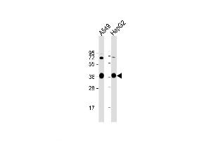 Western Blot at 1:1000 dilution Lane 1: A549 whole cell lysate Lane 2: HepG2 whole cell lysate Lysates/proteins at 20 ug per lane. (AKR1C3 antibody  (AA 107-135))
