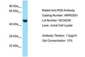 Image no. 1 for anti-Phosphogluconate Dehydrogenase (PGD) (AA 83-132) antibody (ABIN6749961) (PGD antibody  (AA 83-132))