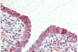 Anti-STEAP2 antibody  ABIN960821 IHC staining of human uterus. (STEAP2 antibody  (Internal Region))
